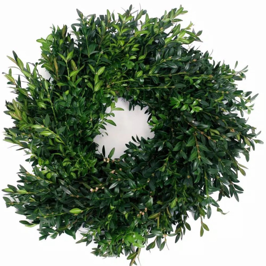 Christmas Greenery * | Van Zyverden 12 In. Live Fresh Cut Blue Ridge Mountain Box Wood Window Christmas Wreath