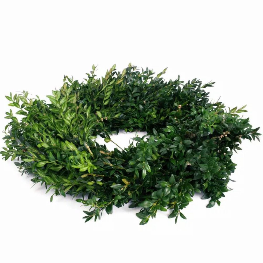 Christmas Greenery * | Van Zyverden 12 In. Live Fresh Cut Blue Ridge Mountain Box Wood Window Christmas Wreath