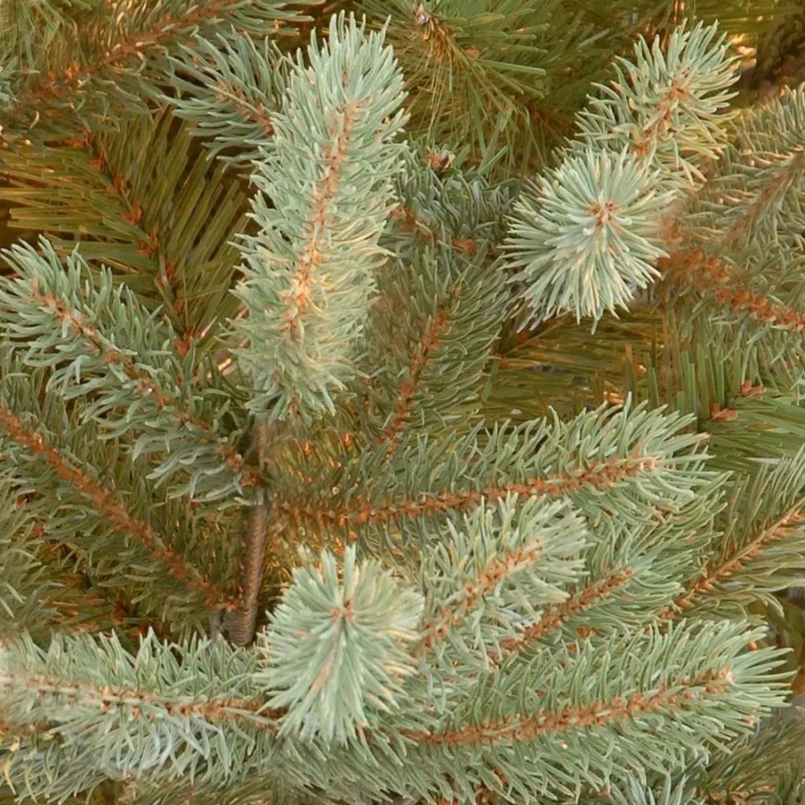 Christmas Trees * | National Tree Company 7-1/2 Ft. Feel Real Norway Spruce Hinged Artificial Christmas Tree